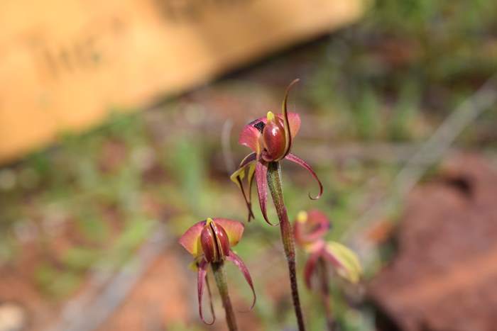 Caladenia roei - Orchid-ant-Sep-2018p0009.JPG